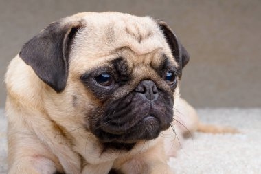 Yetişkin bir pug köpeğinin yakın çekim portresi