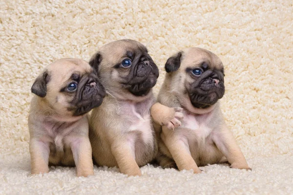 Três filhotes de cachorro — Fotografia de Stock