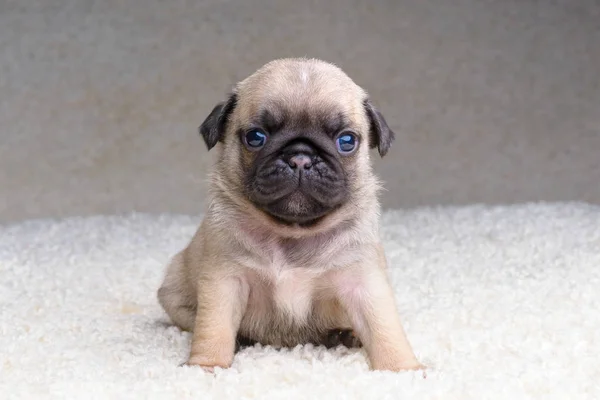 Pug chiot — Photo