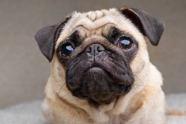 Retrato de close-up de um cachorro adulto — Fotografia de Stock