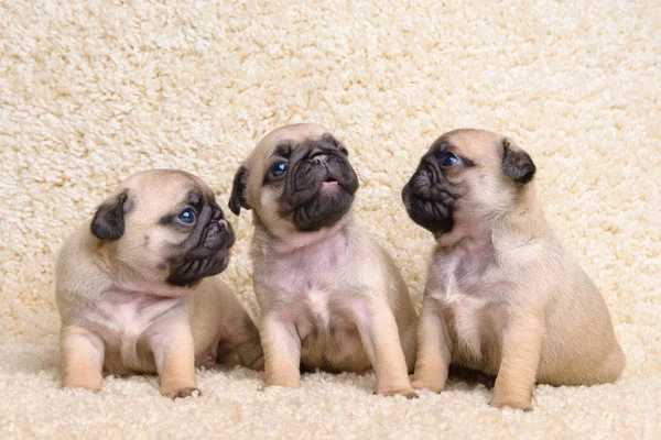 Três filhotes de cachorro — Fotografia de Stock