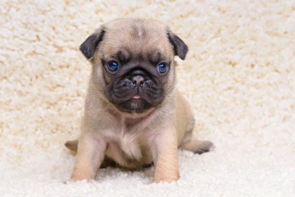 Pug yavrusu — Stok fotoğraf