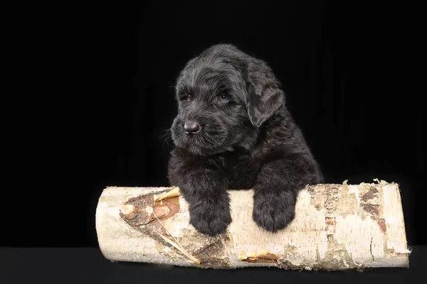 Retrato de um cão preto em um fundo escuro — Fotografia de Stock