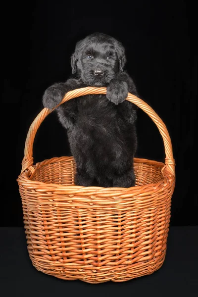 Retrato de um cão preto em um fundo escuro — Fotografia de Stock