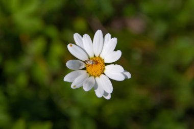 Bulanık yeşil arka planile bir papatya üzerinde Böcek