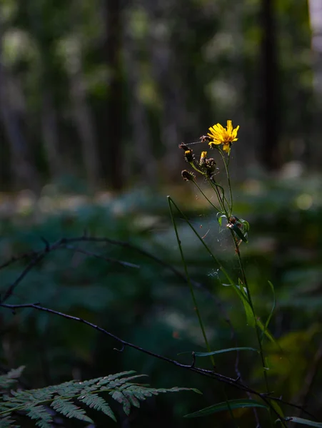 Tarassaco Fiorito Uno Sfondo Foresta Scura — Foto Stock