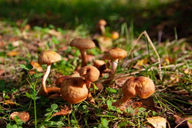 bir orman glade bal mantar