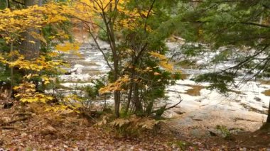 Yeşil çam ağaçları, nehrin yanında yetişen sarı yaprak ağaçlarıyla tezat oluşturur.