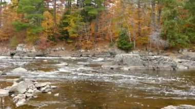 Kırmızılara ve sarılara boyanmış sonbahar yaprakları vahşi doğada göze çarpar.