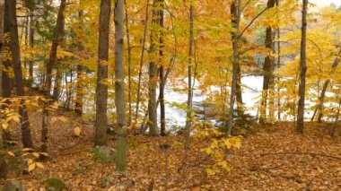 Yüksek verimli sonbahar mevsiminde ağaçların parlak sarı gölgesi