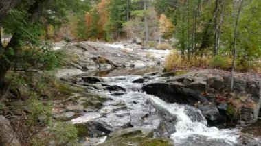 Sonbaharda bir nehrin güzel doğal manzarası bitkilerin arasından akıyor.