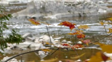 Güzel sonbahar mevsimi nedeniyle esrarengiz bitki örtüsü ardında nehir akarken
