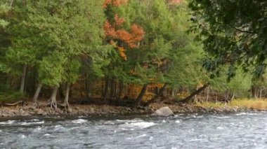 Sağlıklı yemyeşil. Sonbaharda Kanada 'nın güneydoğusunda karışık bir orman.