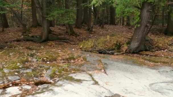 정기적 부족에도 불구하고 바위투성이의 바닥에서 나무들이 완벽하게 자랍니다 — 비디오