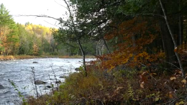 秋天的轻风轻轻吹拂着树叶 平底锅露出一条美丽的河流 — 图库视频影像