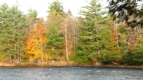 Помаранчеві Дерева Змінюють Кольори Соснові Дерева Залишаються Вічнозеленими Річці — стокове відео