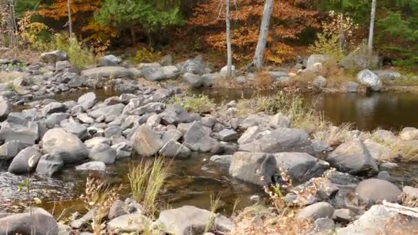 Colori Fatti Dalla Natura Sono Una Delizia Annuale Gli Occhi — Video Stock