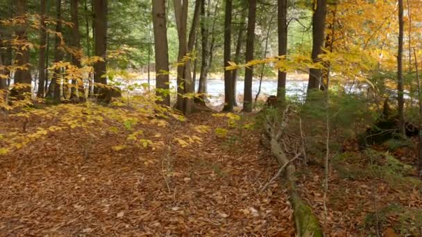 秋天的一片混交林里 背景中流淌着大河 — 图库视频影像
