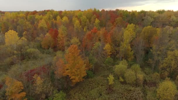 Dawn Setting Fall Forest Filmed Drone Flying Slowly Forward — Stock Video