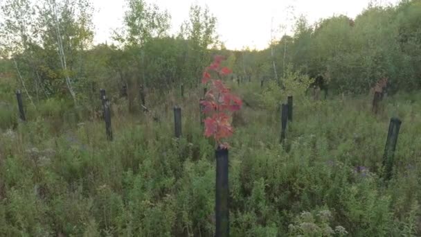 Ενιαία Επιτυχημένη Σφενδάμι Φυτευτεί Όχι Πολύ Καιρό Πριν Γίνει Κόκκινο — Αρχείο Βίντεο