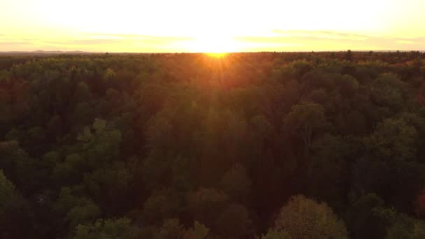 Drone Volant Vers Coucher Soleil Sur Couvert Forestier Une Forêt — Video