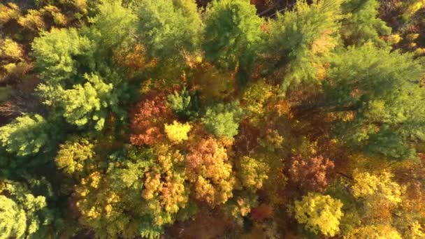 Bovenaanzicht Van Dichte Bosrijke Herfst Bos Met Vele Tinten Van — Stockvideo