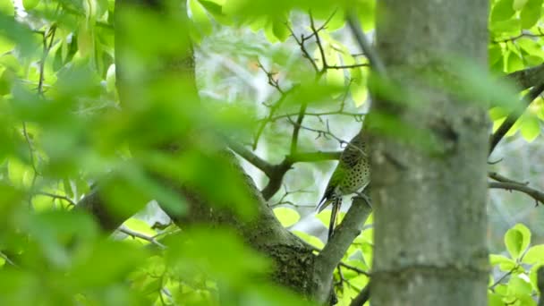 Queda Migrando Pássaro Flicker Norte Árvore Previamente Perfurada Pequenos Buracos — Vídeo de Stock