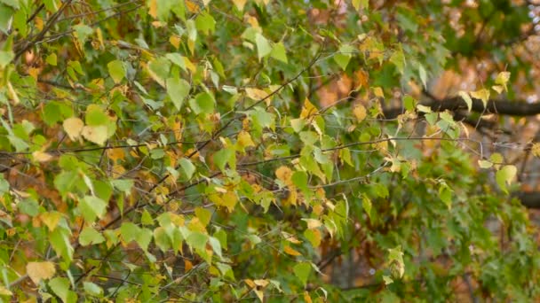 Extreem Snel Bewegende Kleine Ontzagwekkende Gezonde Gouden Gekroonde Koningsvogel — Stockvideo