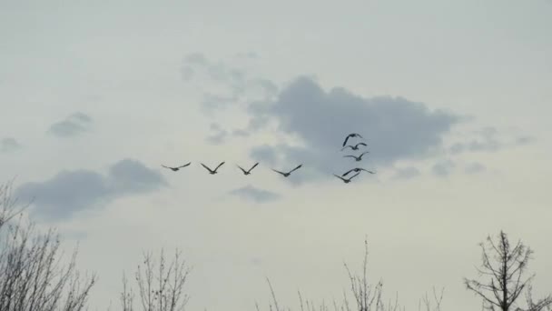 Kawanan Kecil Burung Geese Kanada Terbang Jauh Langit Mendung — Stok Video