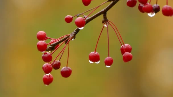 Різкий Яскравий Макрознімок Червоних Ягід Краплями Дощу Осінньому Фоні — стокове відео