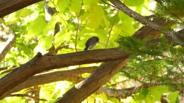明るい混合林は夏にカナダのJunco鳥の本拠地です — ストック動画