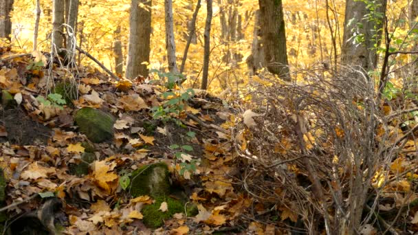 小さなクイック移動家は死んだ枝の山の中でカナダからネイティブ鳥を着ていた — ストック動画
