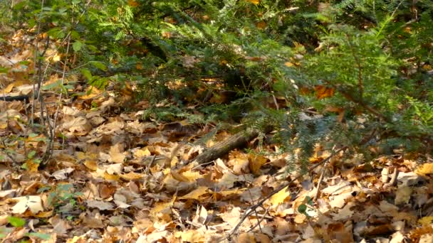 Nervózní Chipmunk Vrcholky Borovicové Vegetace Suchém Listí Lesní Dno — Stock video