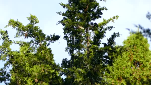 Birds Feed Tree Any Regular Nature Behavior Observed Wild — Stock Video