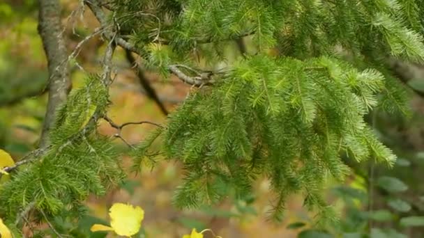 Tracking Lövés Kis Passerine Madár Nevű Kinglet Kanadai Őszi Erdőben — Stock videók