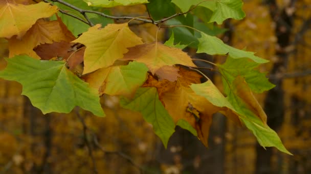 穏やかな風が完全に吹いて 秋の葉の小さなパッチを動かす — ストック動画
