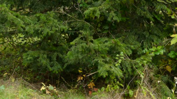 Mały Wędrujący Ptak Królewski Chowający Się Grubej Krzaczastej Zdrowej Stopie — Wideo stockowe