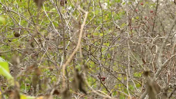 Thrush Bird Trying Hid Leaf Less Vegetation Fall Seasonal Fruits — Stock Video