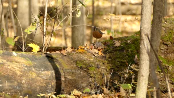 American Robin Bird Fall Investigated Fall Tree Trunk Food Sources — Stock Video