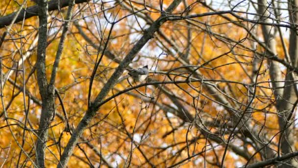Modrý Jay Volánkovým Peřím Před Odletem Větve Podzim — Stock video