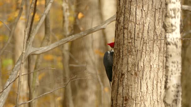 Pájaro Carpintero Apilado Picoteando Presas Objetivo Invisibles Detrás Del Árbol — Vídeo de stock