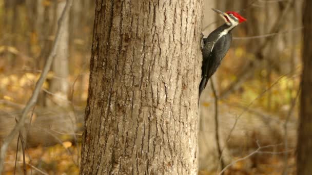 Woodpecker Using Tongue Search Prey Vibration Tree Wood Bark — Stock Video