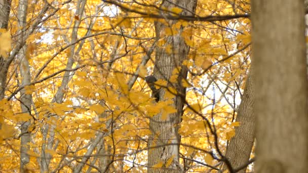 Jasnożółty Jesienny Las Jest Domem Dla Wielkiego Dzięcioła Kanadyjskiego — Wideo stockowe