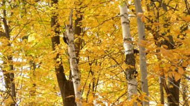 Şaşırtıcı sonbahar ormanları Kanada 'nın en büyük ağaçkakanına ev sahipliği yapar.
