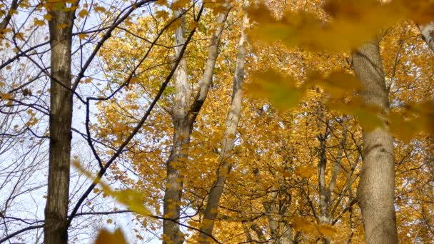 Wielki Dzięcioł Swoim Naturalnym Środowisku Słoneczny Jesienny Dzień — Wideo stockowe