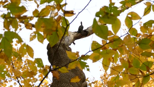 Woodpecker Moving Branch Causing Damage Trying Feed — Stock Video