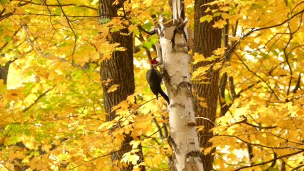 Super Helle Hübsche Gelbe Herbstlandschaft Mit Specht Auf Birke — Stockvideo