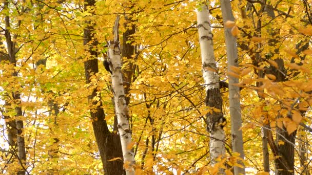 Lenyűgöző Őszi Erdő Színek Otthont Legnagyobb Harkály Kanada — Stock videók