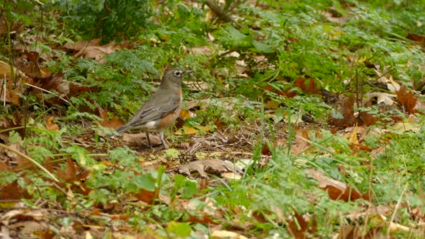 地面に枯葉を持ち上げるためにくちばしを使用して鳥 — ストック動画