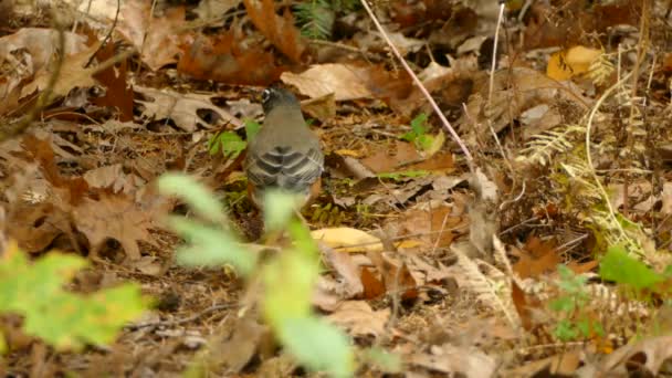 Bosque Suelo Esconder Presas Insectos Terreno Caza Perfecto Para Pájaro — Vídeos de Stock